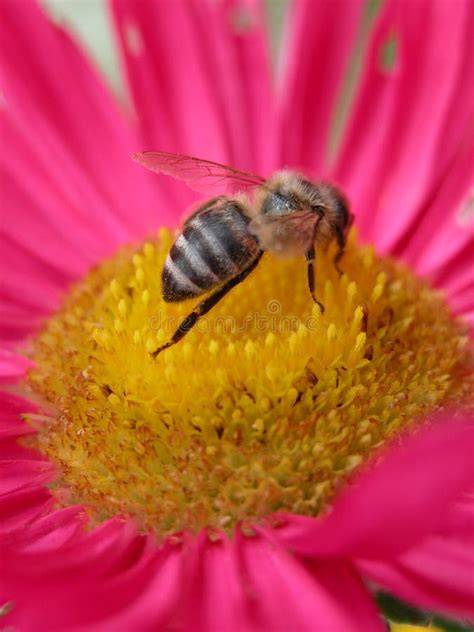 Een bij op een blauwe bloem in een tuin