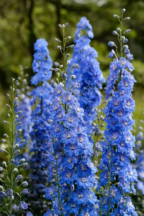 Een selectie van diverse blauwe tuinplanten