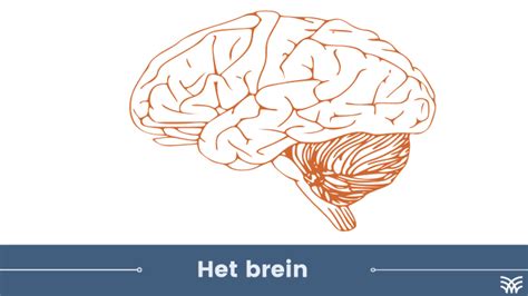 illustratie van een brein dat geluid verwerkt