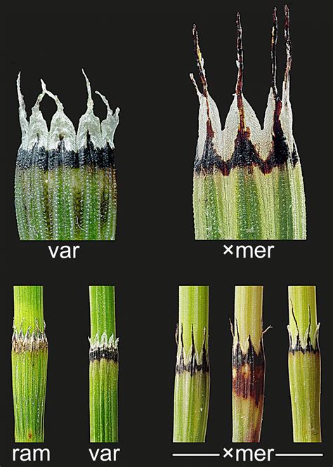 Vergelijking van beeldkwaliteit: boven