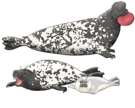 Illustratie van een klapmuts met kenmerkende 'klap' op de snuit.