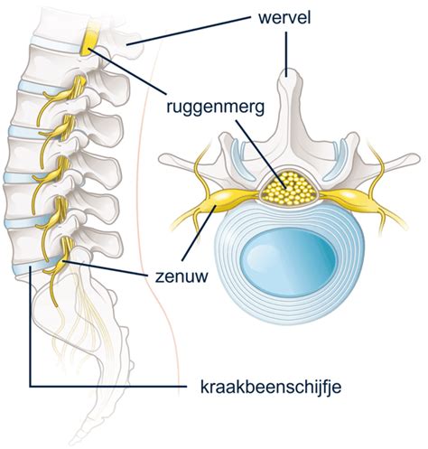 illustratie van het ruggenmerg en de effecten van vitamine B12-tekort