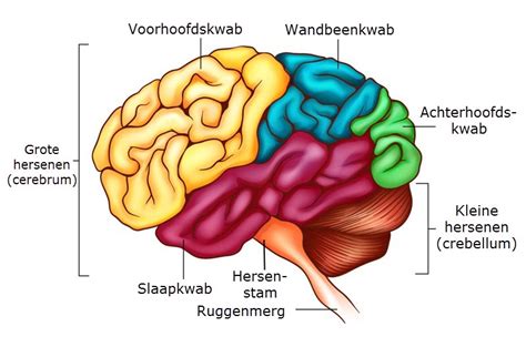 Schematische weergave van hersengebieden betrokken bij agressie