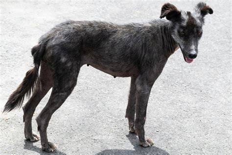 concept art van Lang die een zwarte zwerfhond ontmoet in een verlaten woestijnlandschap