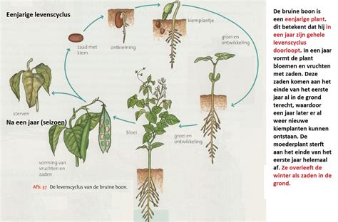 Schema van de spiraalvormige sporen met pits en lands op een DVD