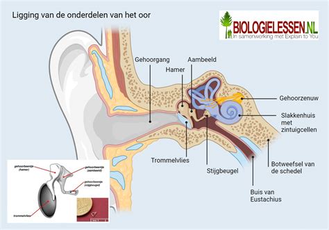 Infographic die de anatomie van het menselijk oor en de functie van oorsmeer toont