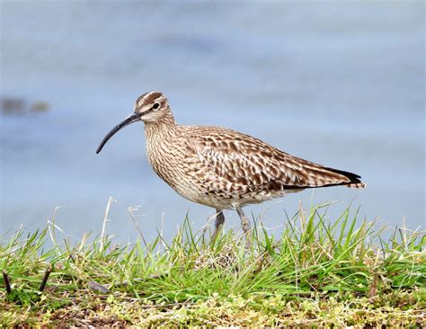 Illustratie van de regenwulp die voedsel zoekt met zijn lange snavel