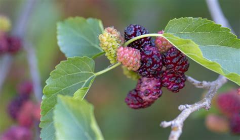 Illustratie van een gezonde moerbeiboom met een open kroonstructuur
