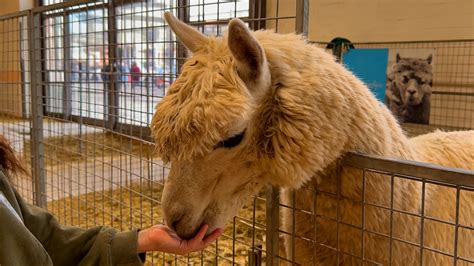 Foto van een alpaca die door een bezoeker gevoerd wordt