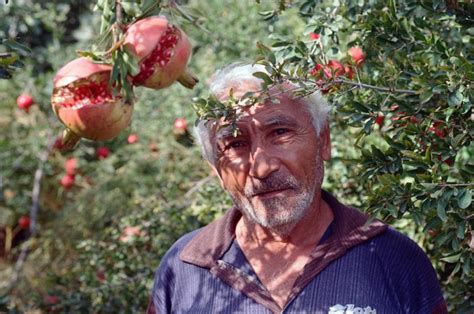 Foto van verse granaatappels die rijp zijn voor de pluk in een boomgaard.
