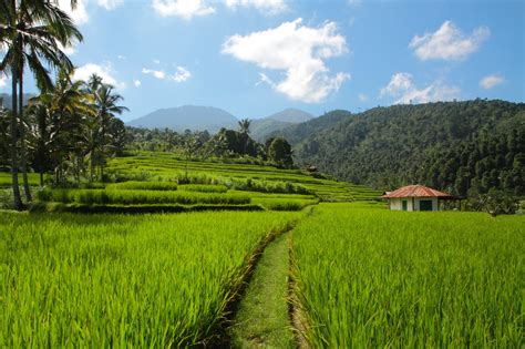 Landschap van Maleisië met palmbomen en rijstvelden