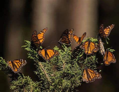 Duizenden monarchvlinders in een natuurreservaat