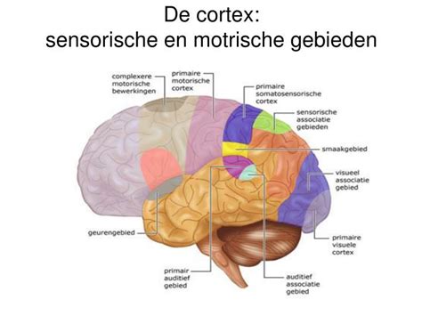 Schema van de primaire motorische cortex in de hersenen