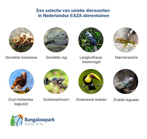 Grafiek die de gaaptijd van verschillende diersoorten vergelijkt met hun hersengrootte