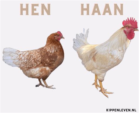 Illustratie die het verschil toont tussen een enkel lineair model en meerdere multilevelmodellen voor individuele deelnemers.