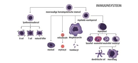 Illustratie van het immuunsysteem en de werking van stamceltherapie