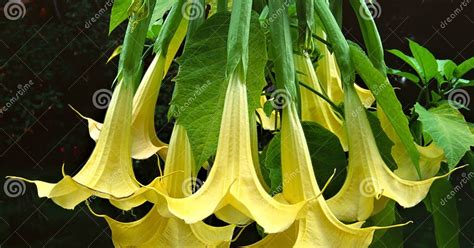 Illustratie van een Brugmansia-plant met trompetvormige bloemen in verschillende kleuren