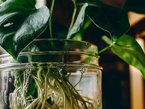 Vergelijking van stekken in water en stekken in potgrond