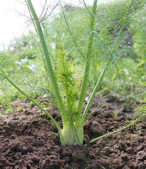 Venkelplant met knol, loof en stengels