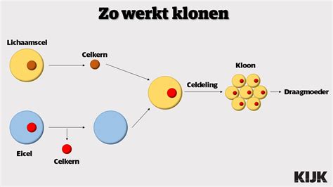 Gedetailleerde illustratie van het verwijderen van de kern uit een venkelknol