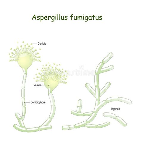 Illustratie van Aspergillus fumigatus schimmelsporen