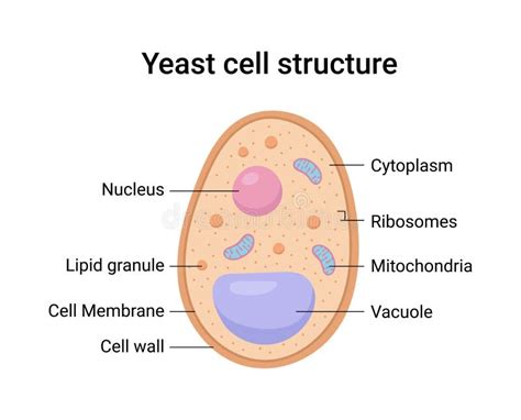Microscopische weergave van Candida auris gistcellen